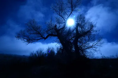 DSC_1008 (Large).JPG